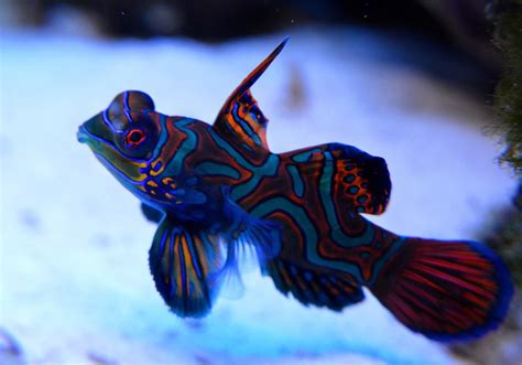 coolest fish in the world|25 Most Beautiful Fish in the World (With Pictures).